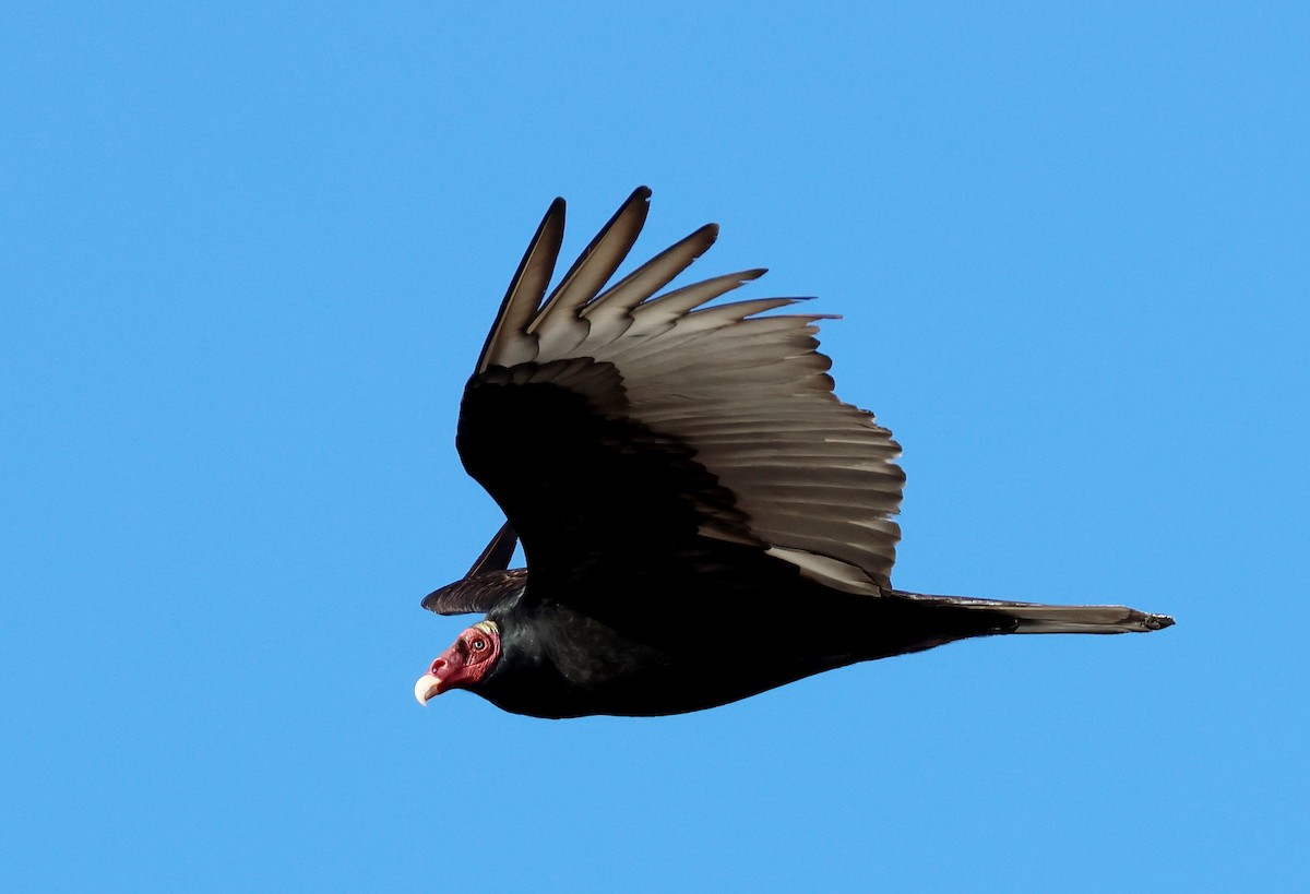 Turkey Vulture - ML608994164