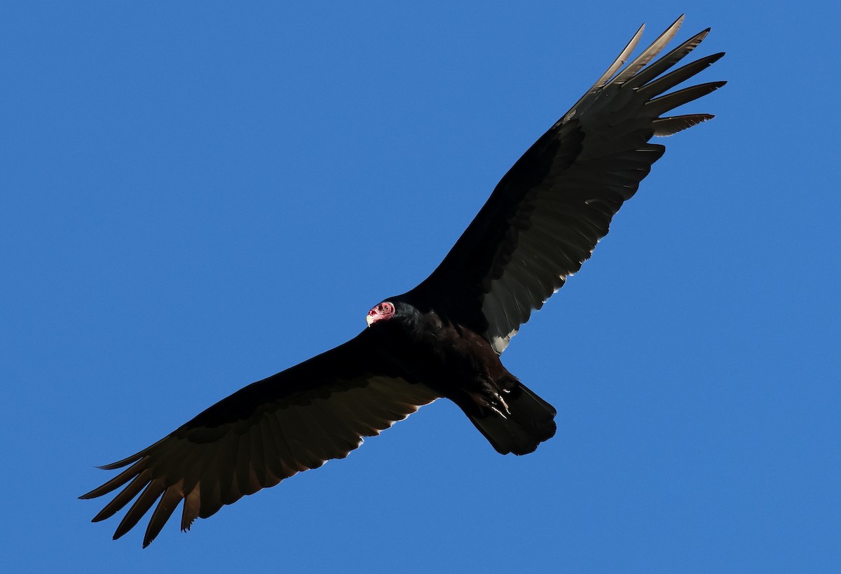 Turkey Vulture - ML608994173