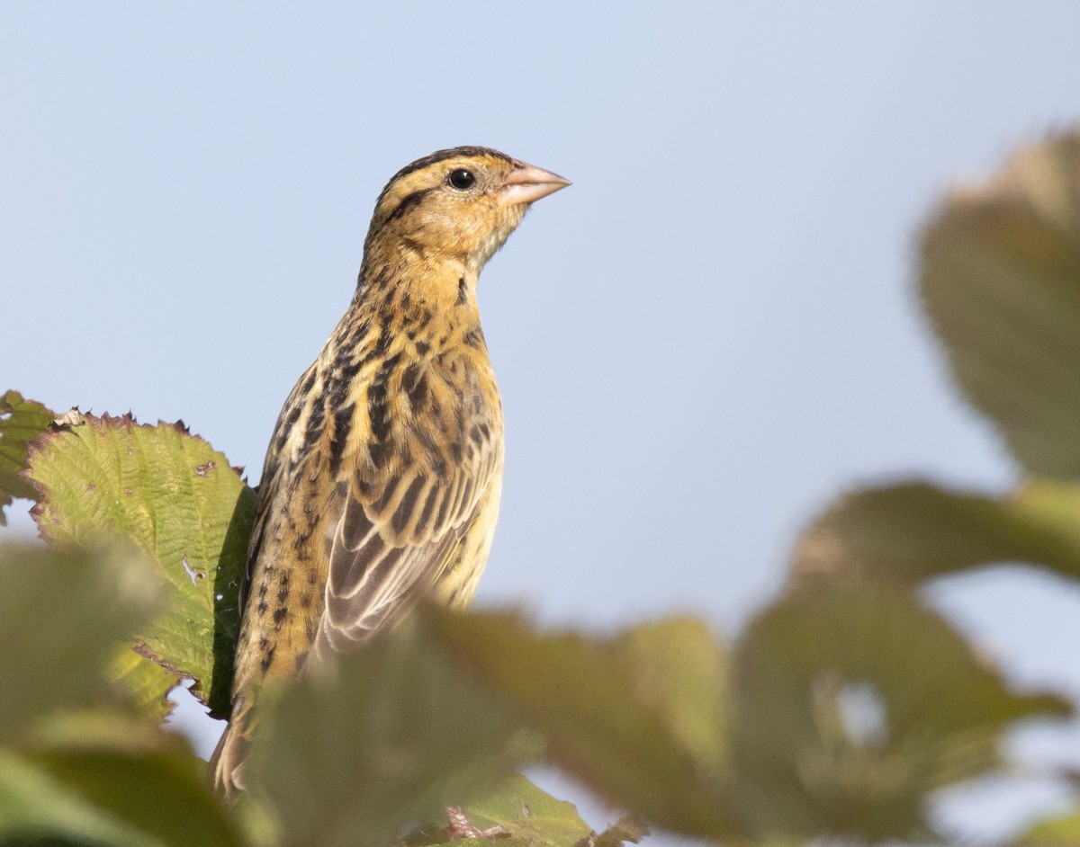 Bobolink - ML608994378