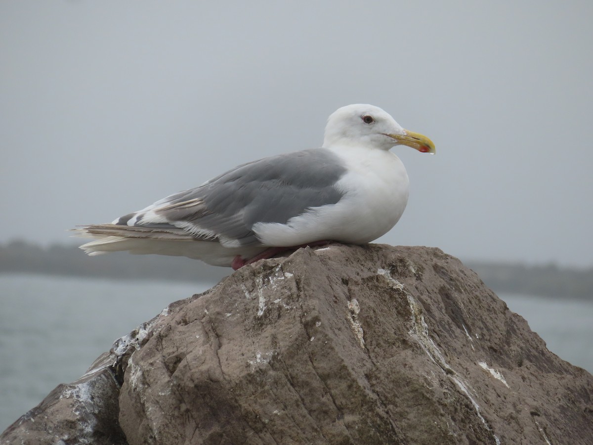 Glaucous-winged Gull - ML608994402