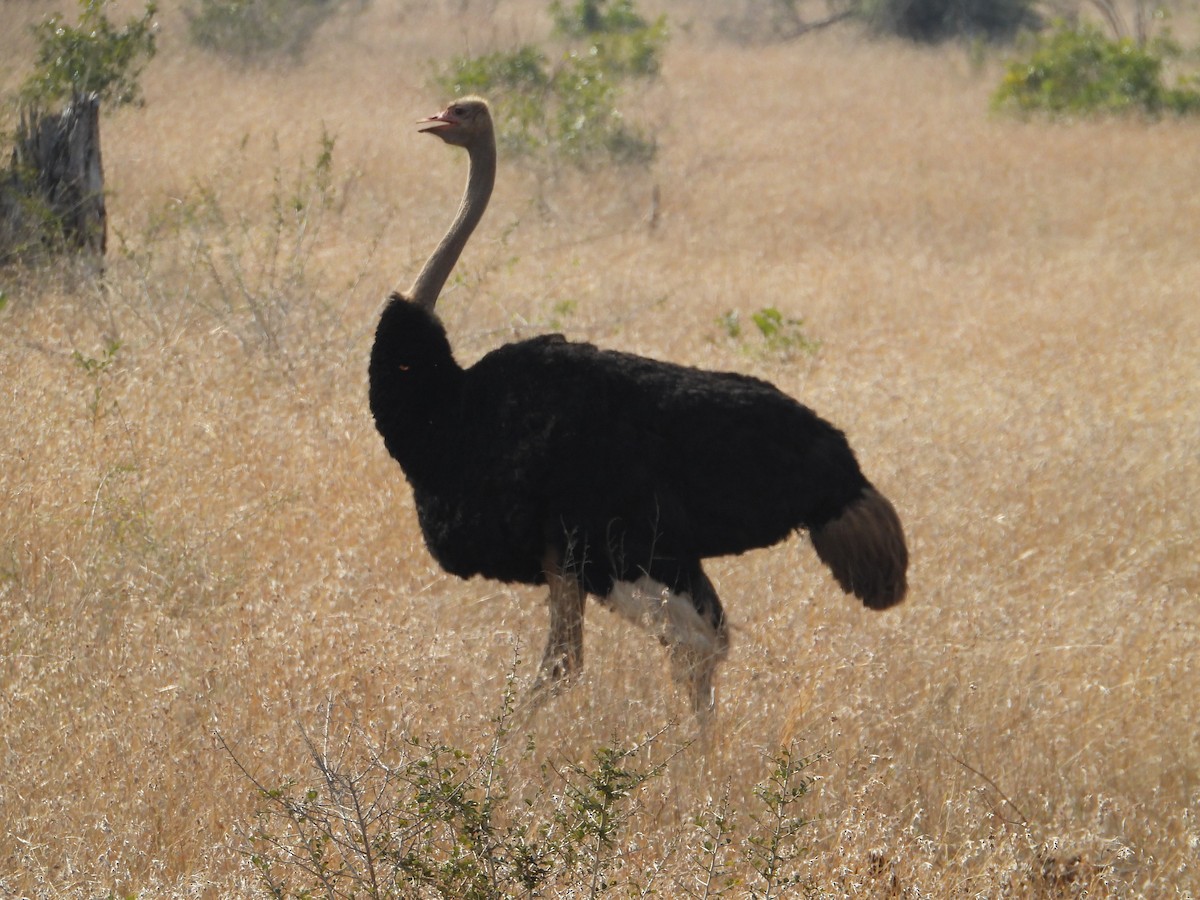 Common Ostrich - Richard Coyle