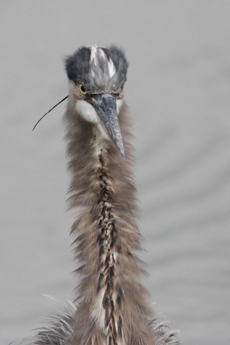 Great Blue Heron - ML608994435