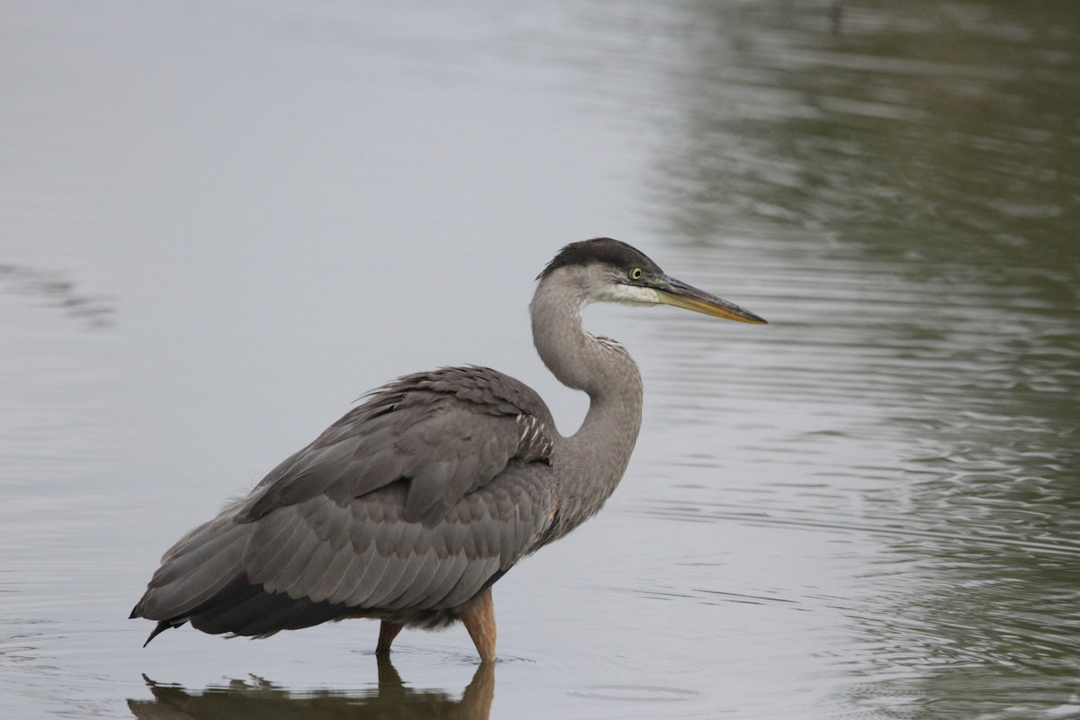 Great Blue Heron - ML608994436