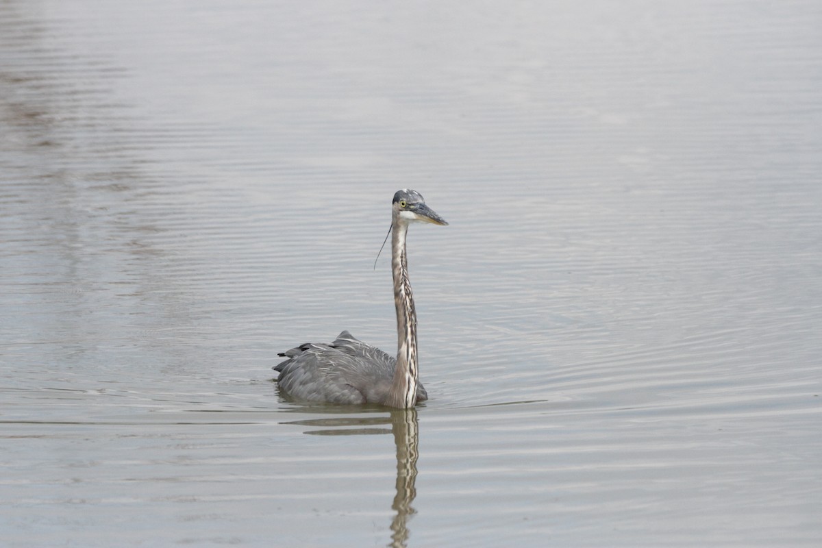 Great Blue Heron - Andy Dettling