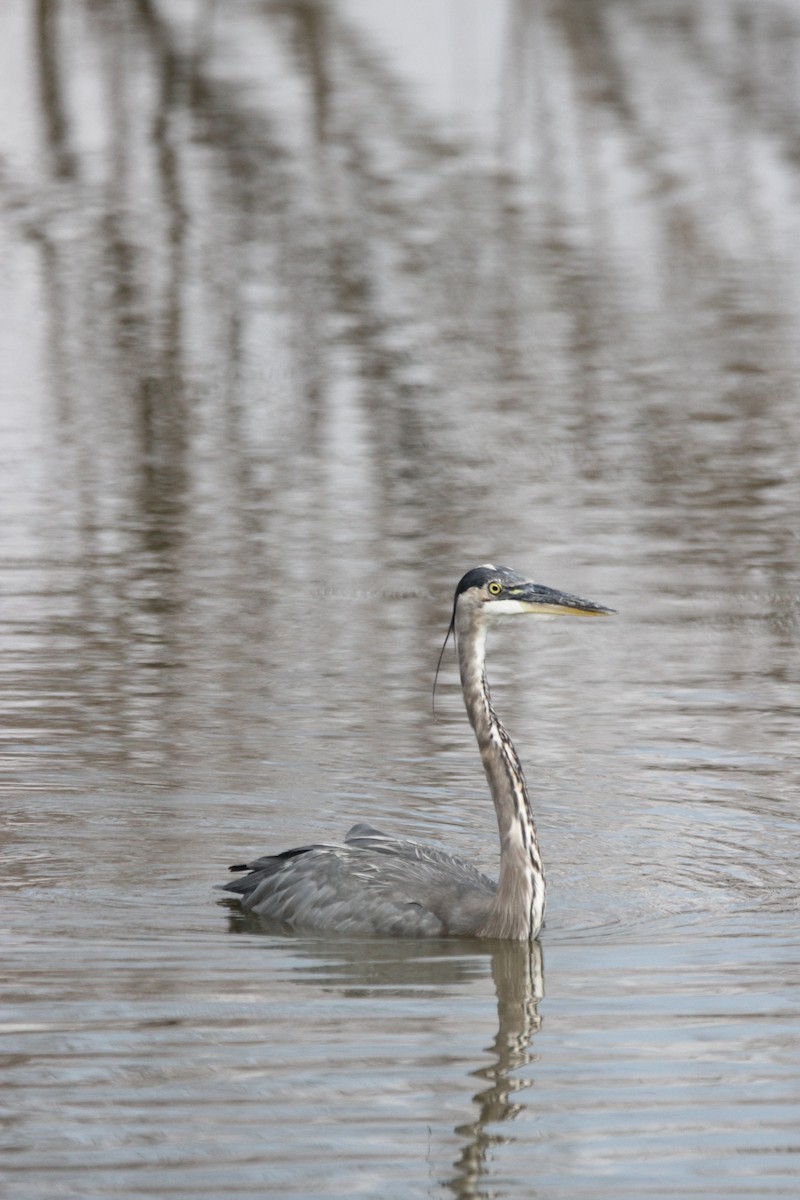 Garza Azulada - ML608994439