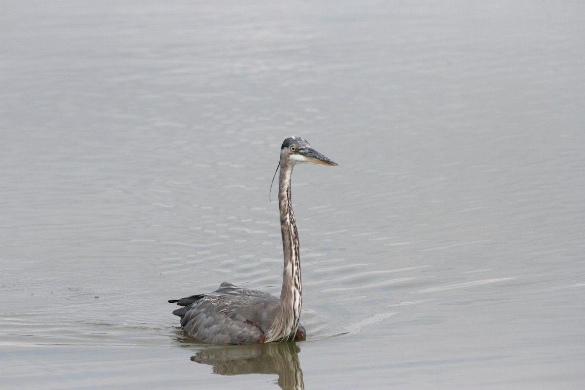 Garza Azulada - ML608994444