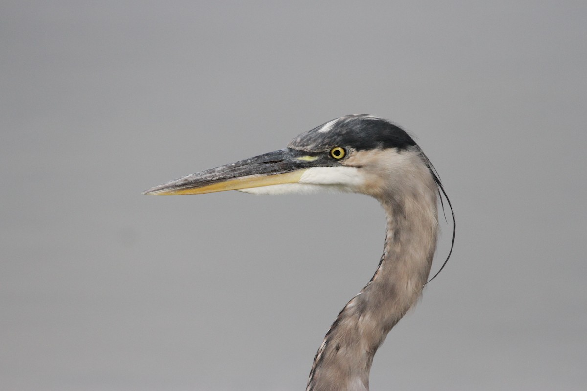 Garza Azulada - ML608994445