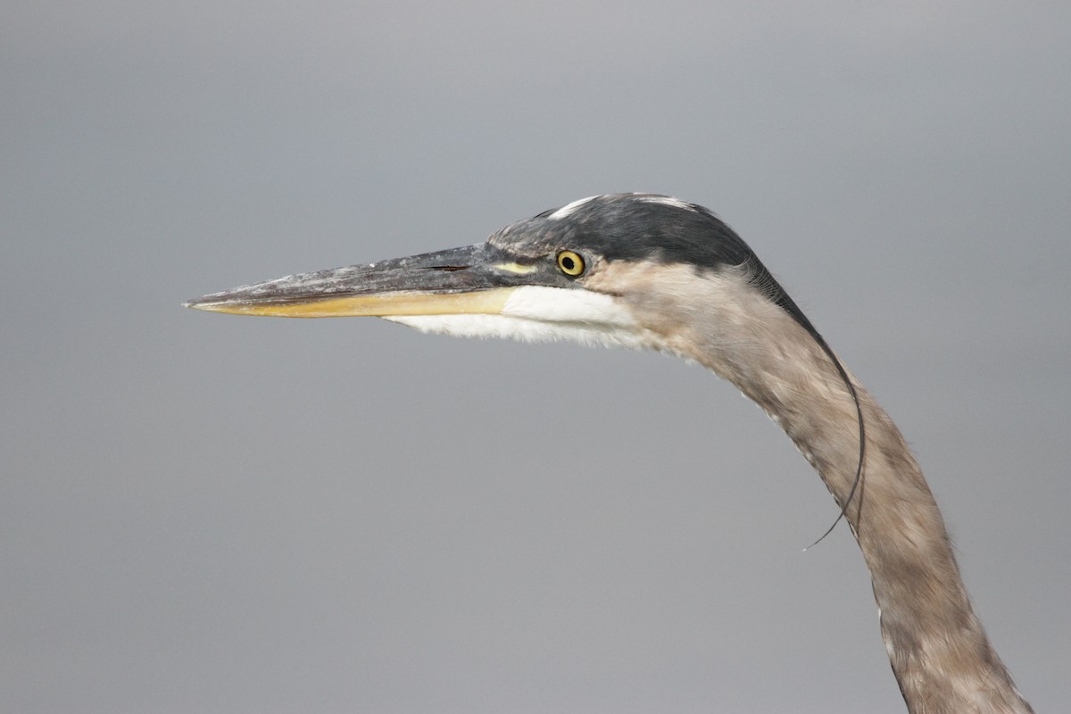 Great Blue Heron - Andy Dettling