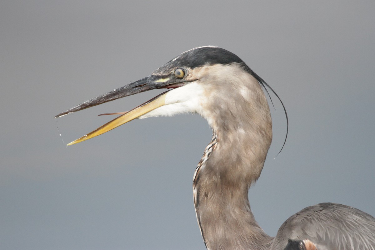 Great Blue Heron - Andy Dettling