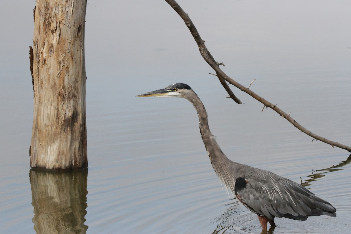 Great Blue Heron - ML608994448