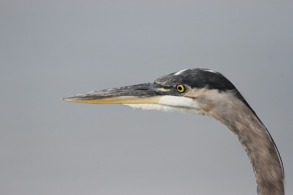 Great Blue Heron - ML608994450