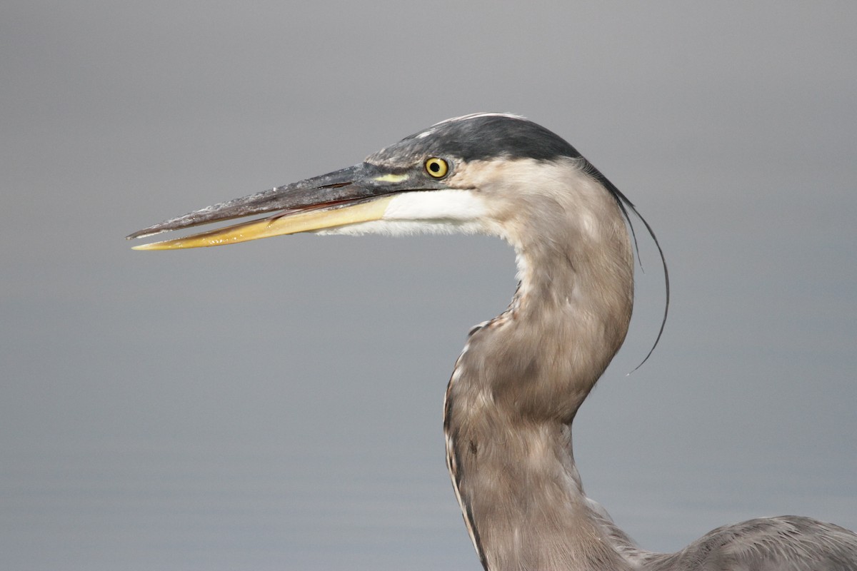 Great Blue Heron - ML608994451