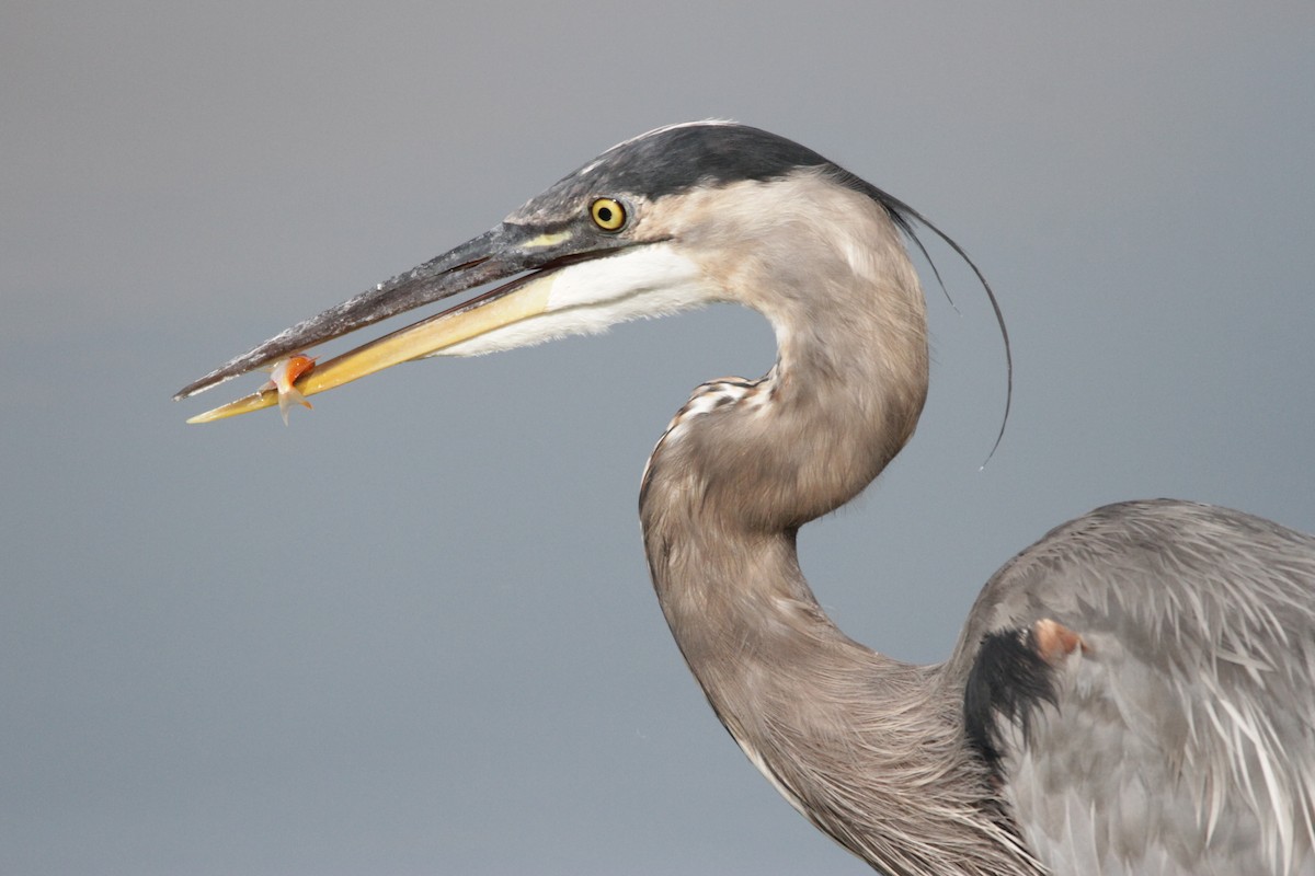 Great Blue Heron - ML608994452