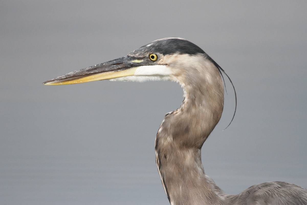 Great Blue Heron - ML608994455