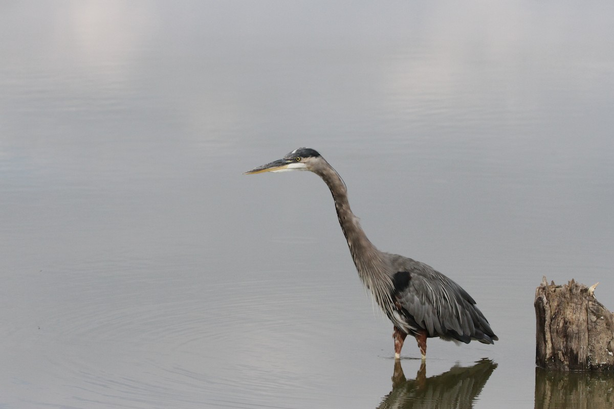 Great Blue Heron - ML608994457