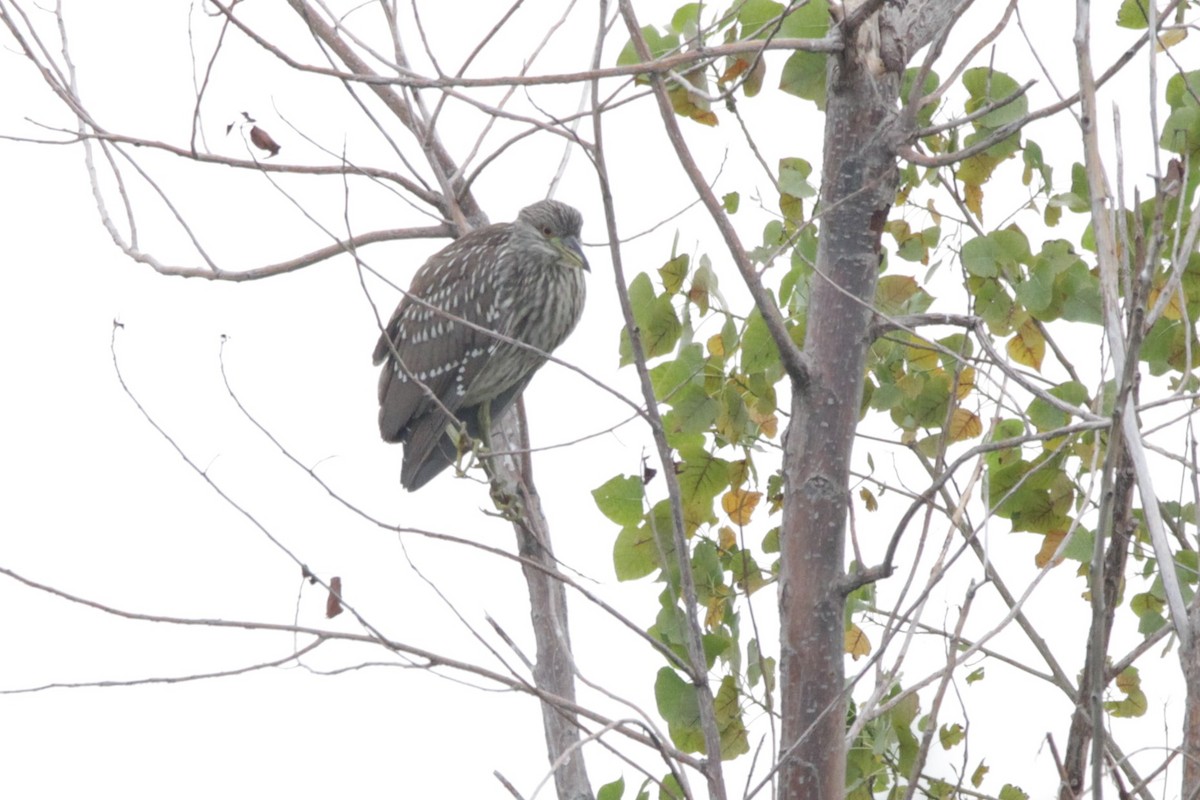 Black-crowned Night Heron - ML608994496