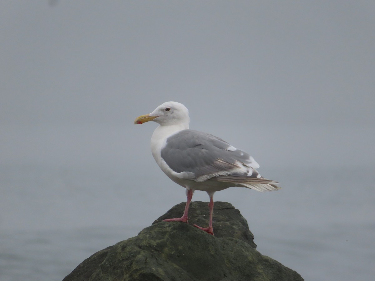 Glaucous-winged Gull - ML608994512