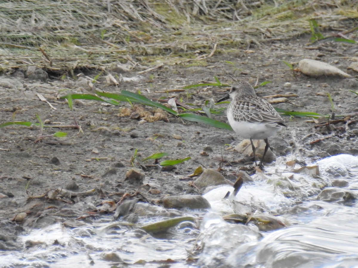 Semipalmated Sandpiper - ML608994627