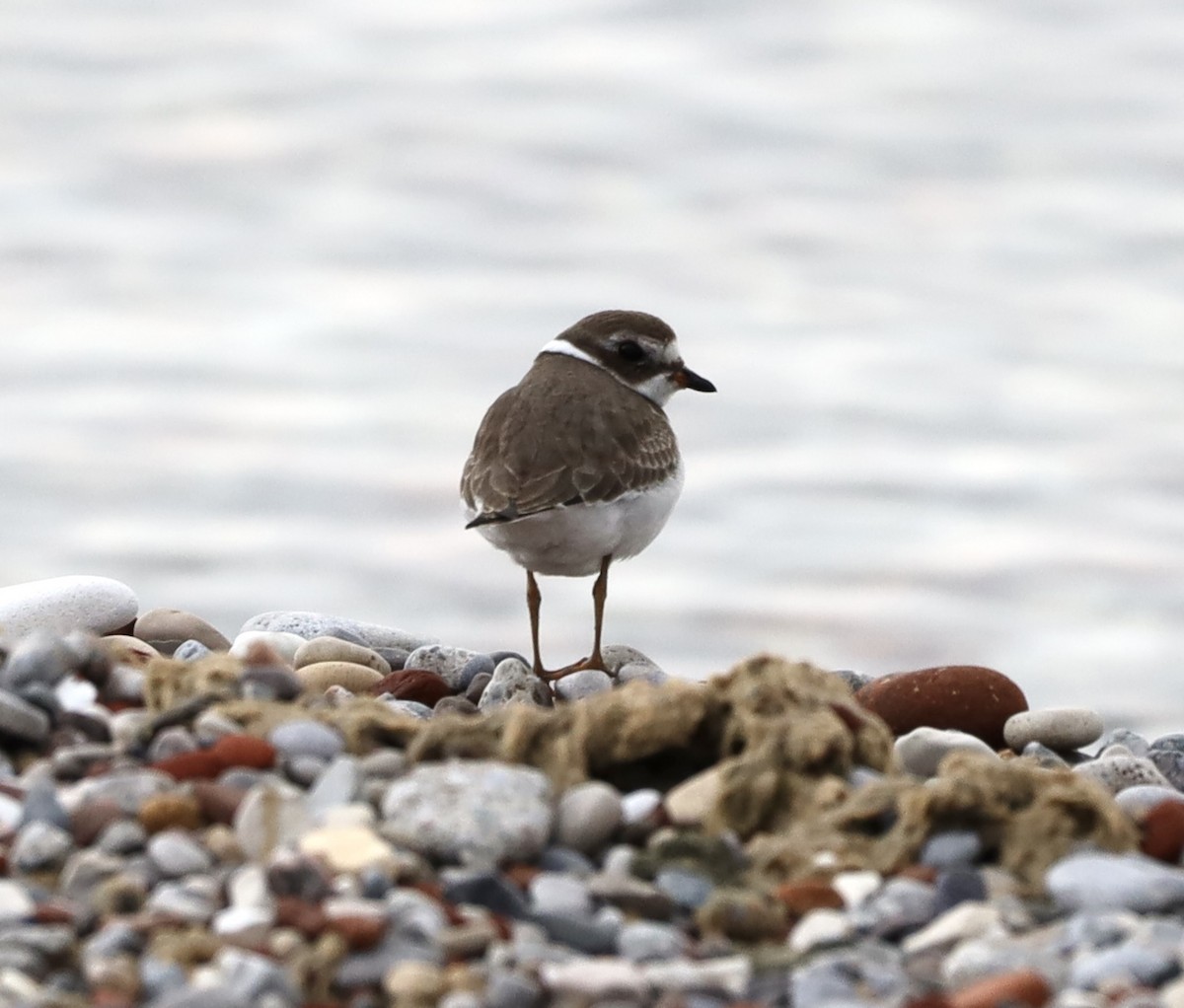 Semipalmated Plover - ML608994635