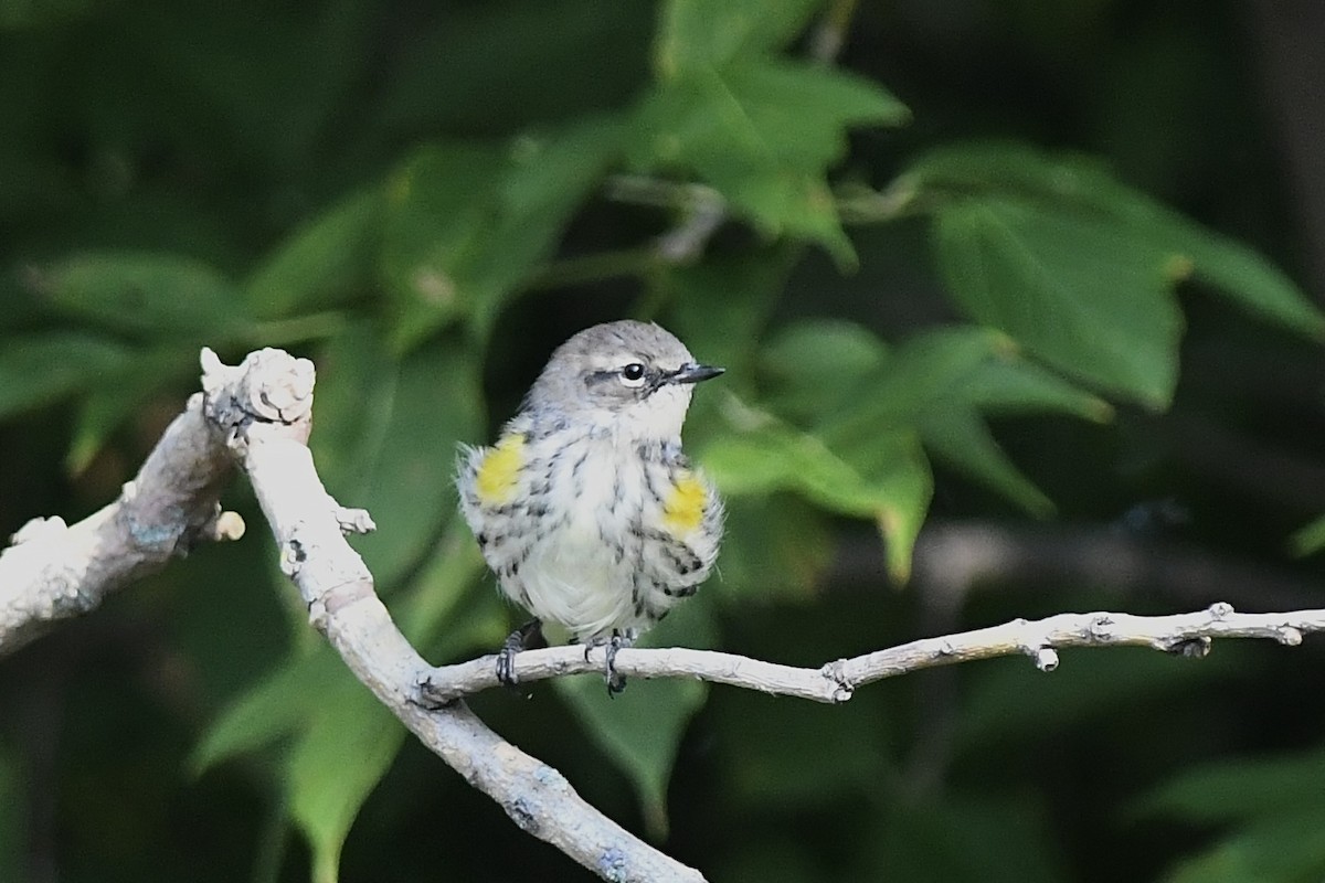 Yellow-rumped Warbler - ML608994709