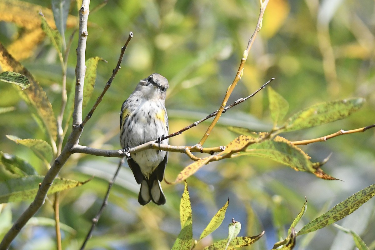 Yellow-rumped Warbler - ML608994710