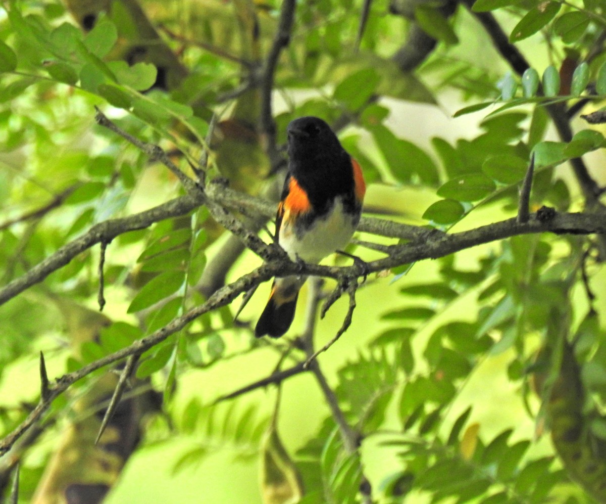 American Redstart - ML608994724