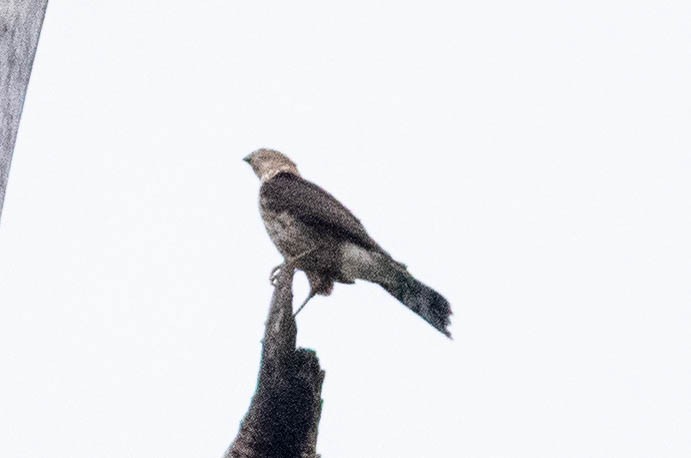 Sharp-shinned Hawk - ML608994846