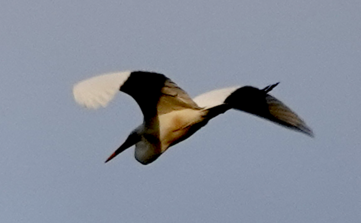 Great Egret - ML608994941