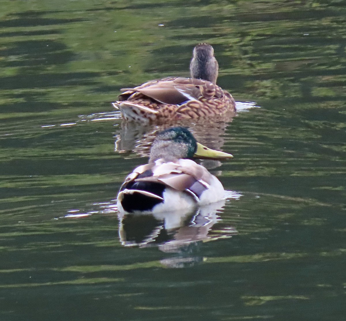 Зэрлэг нугас - ML608994957