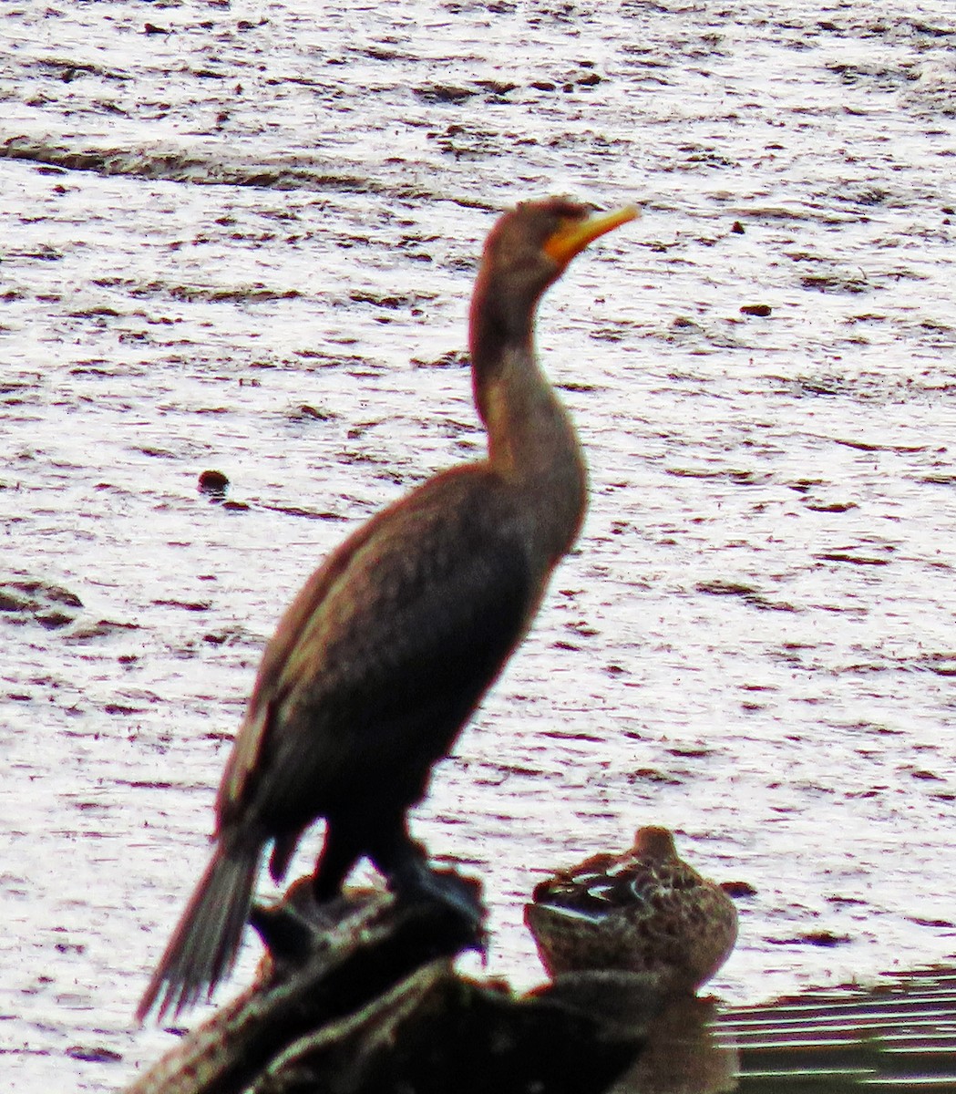 Double-crested Cormorant - ML608994969
