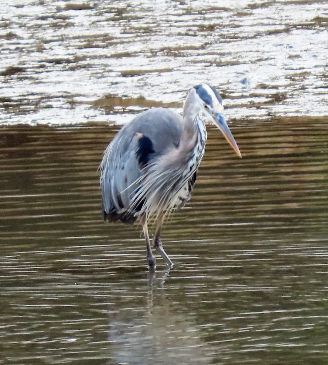 Great Blue Heron - ML608995000