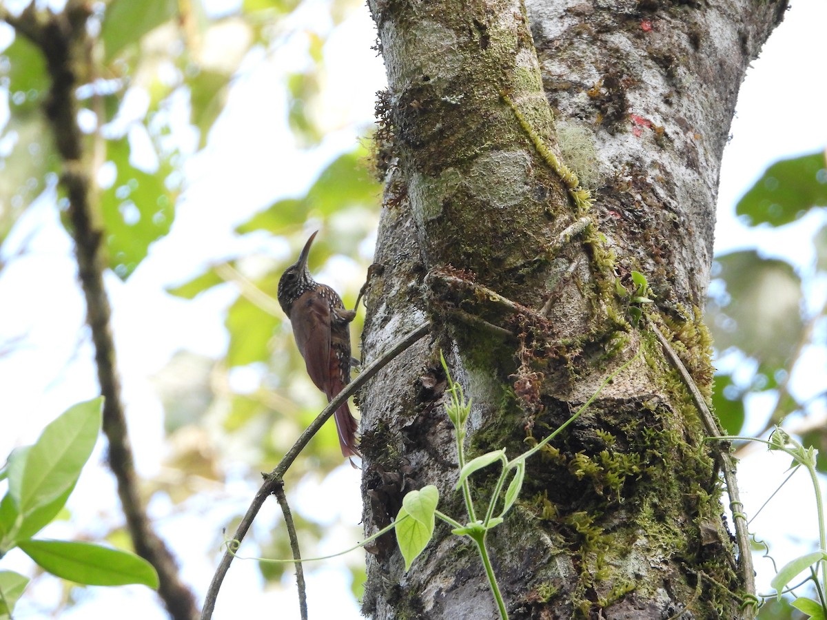 Montane Woodcreeper - ML608995145