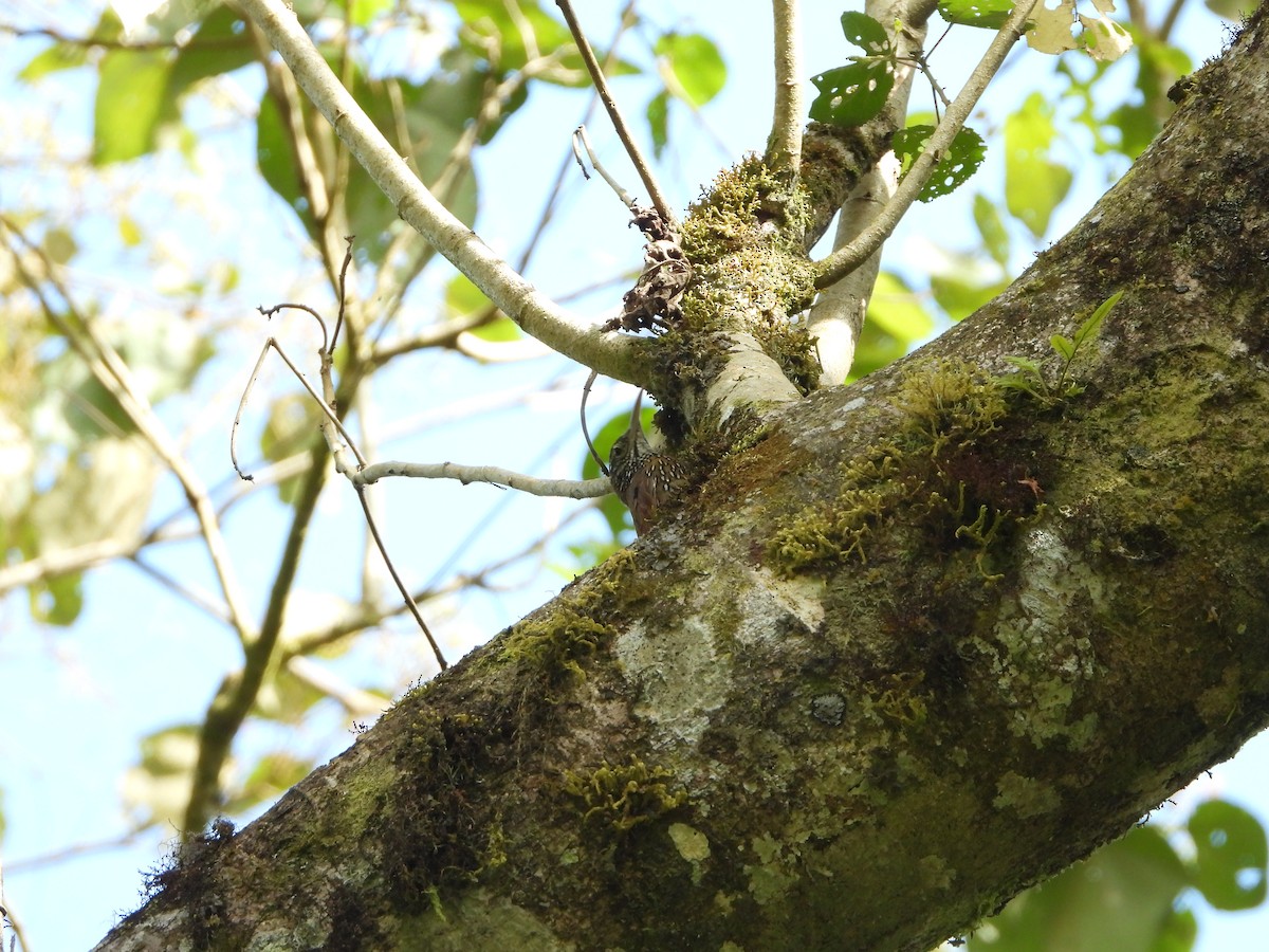 Montane Woodcreeper - ML608995154