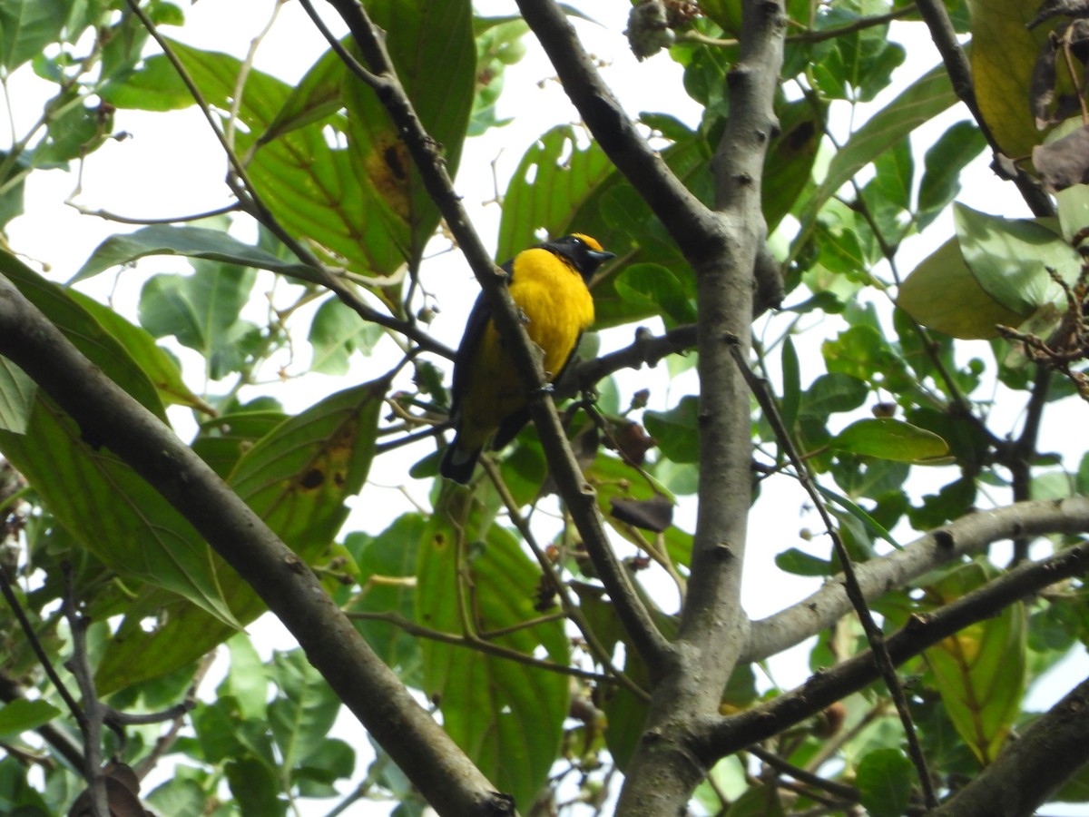 Orange-bellied Euphonia - ML608995158