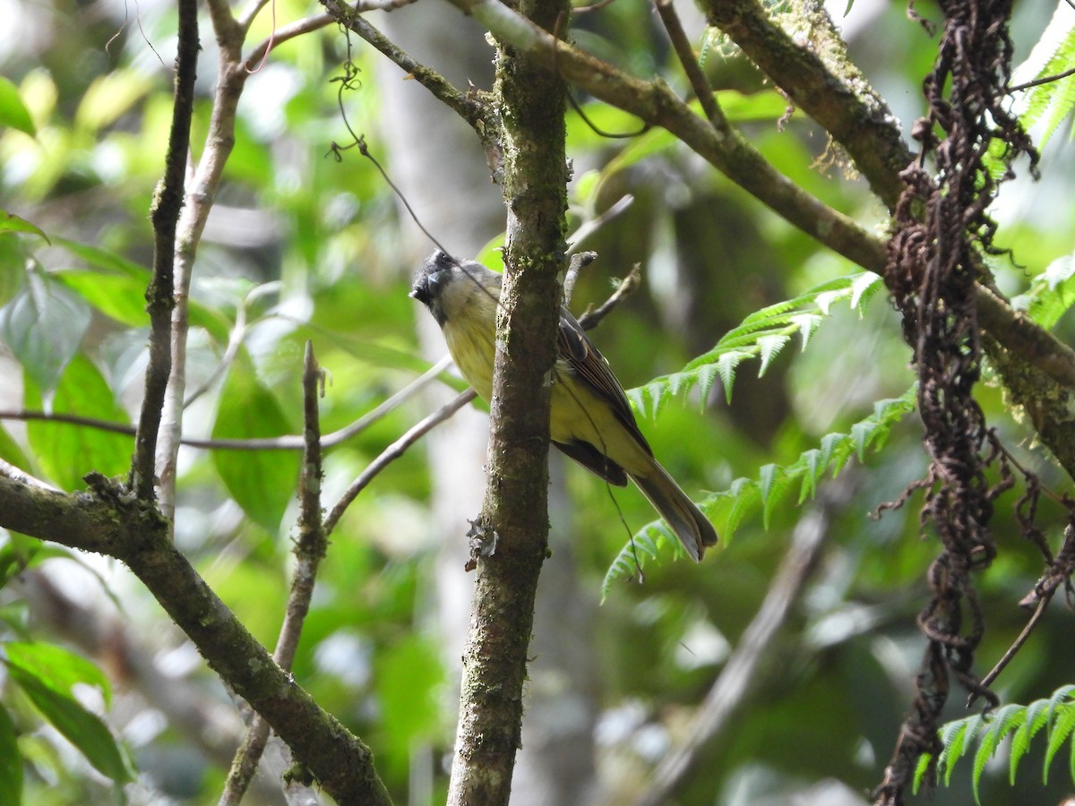 Golden-bellied Flycatcher - ML608995186