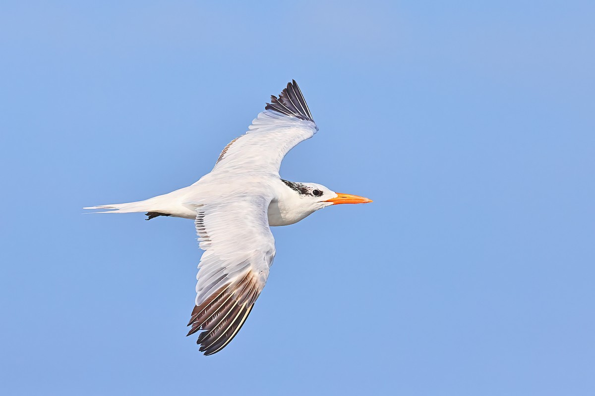 Royal Tern - Greg Homel