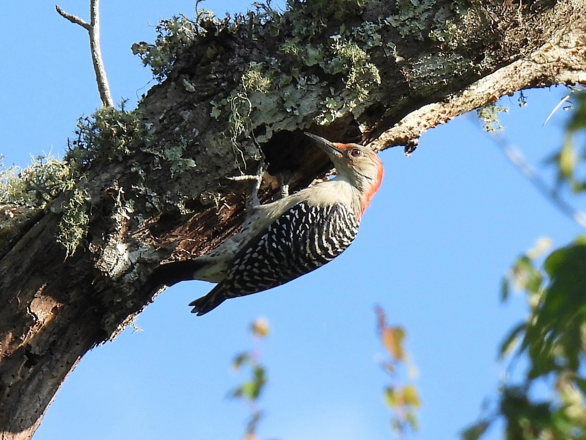Red-bellied Woodpecker - ML608995248