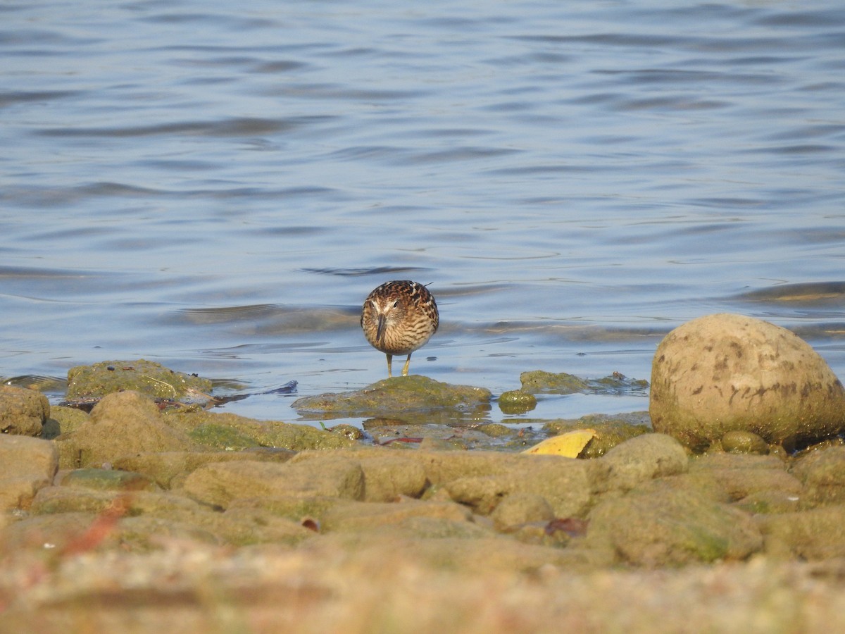 Pectoral Sandpiper - ML608995353