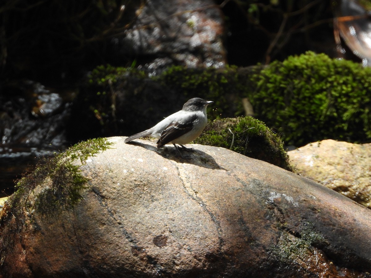 Torrent Tyrannulet - ML608995354