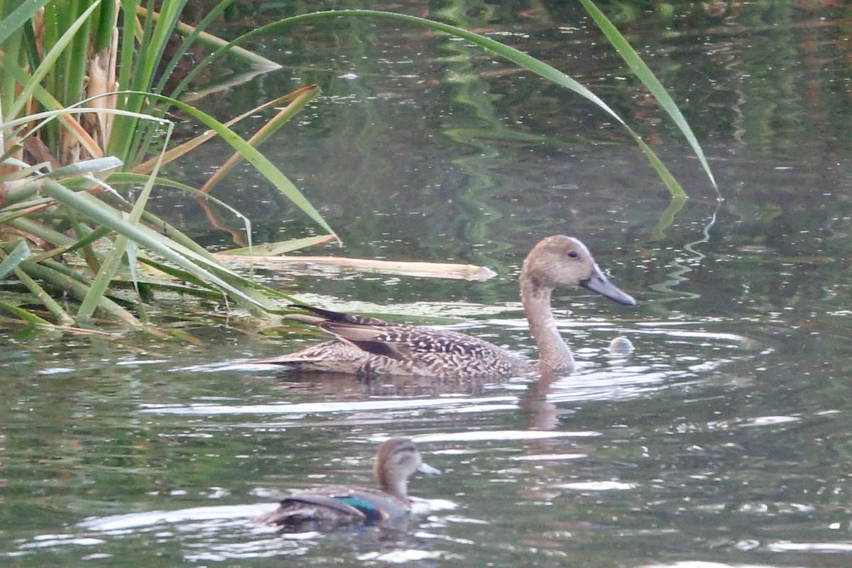 Northern Pintail - Elaine Marie