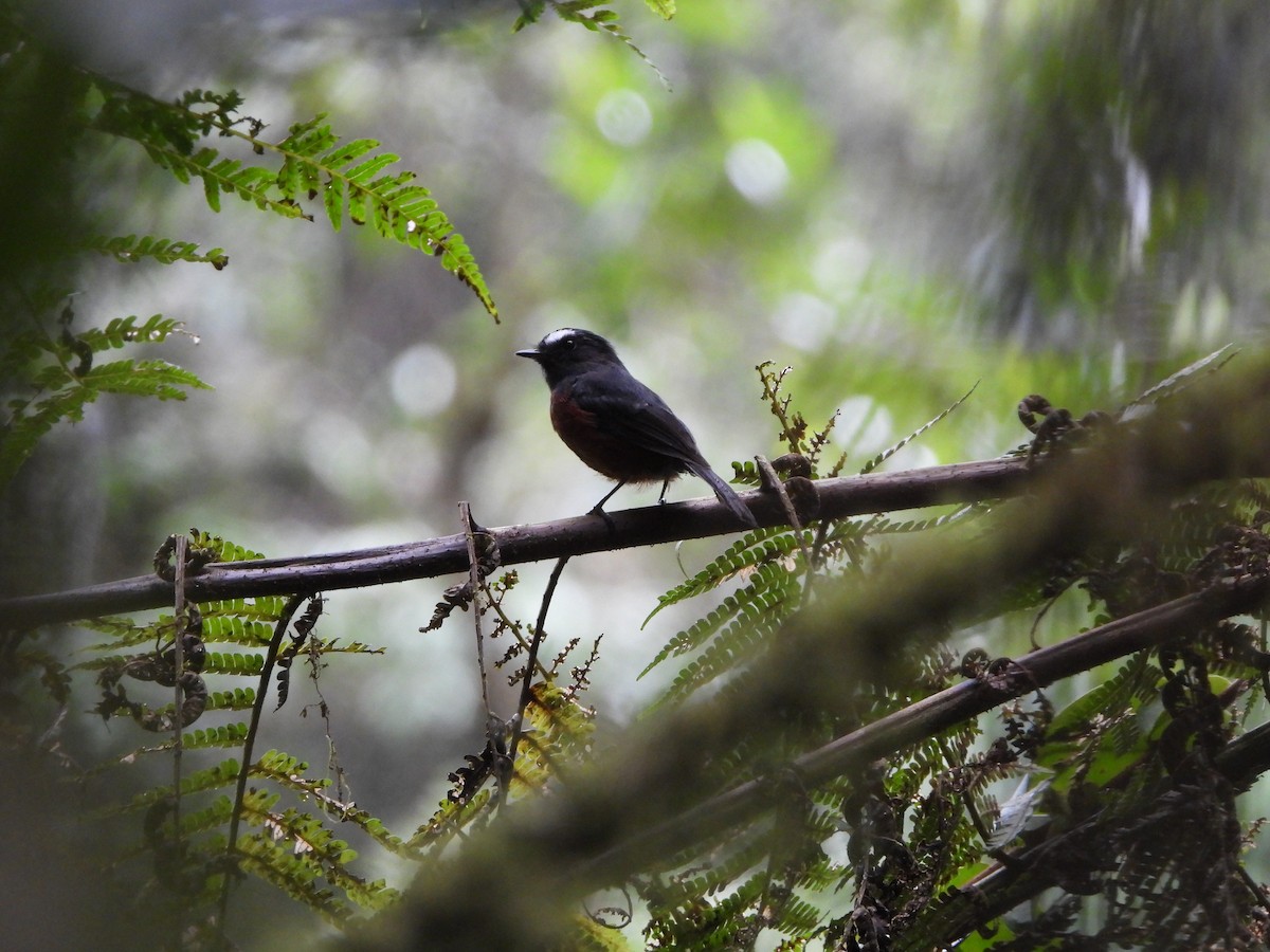 Chestnut-bellied Chat-Tyrant - ML608995440