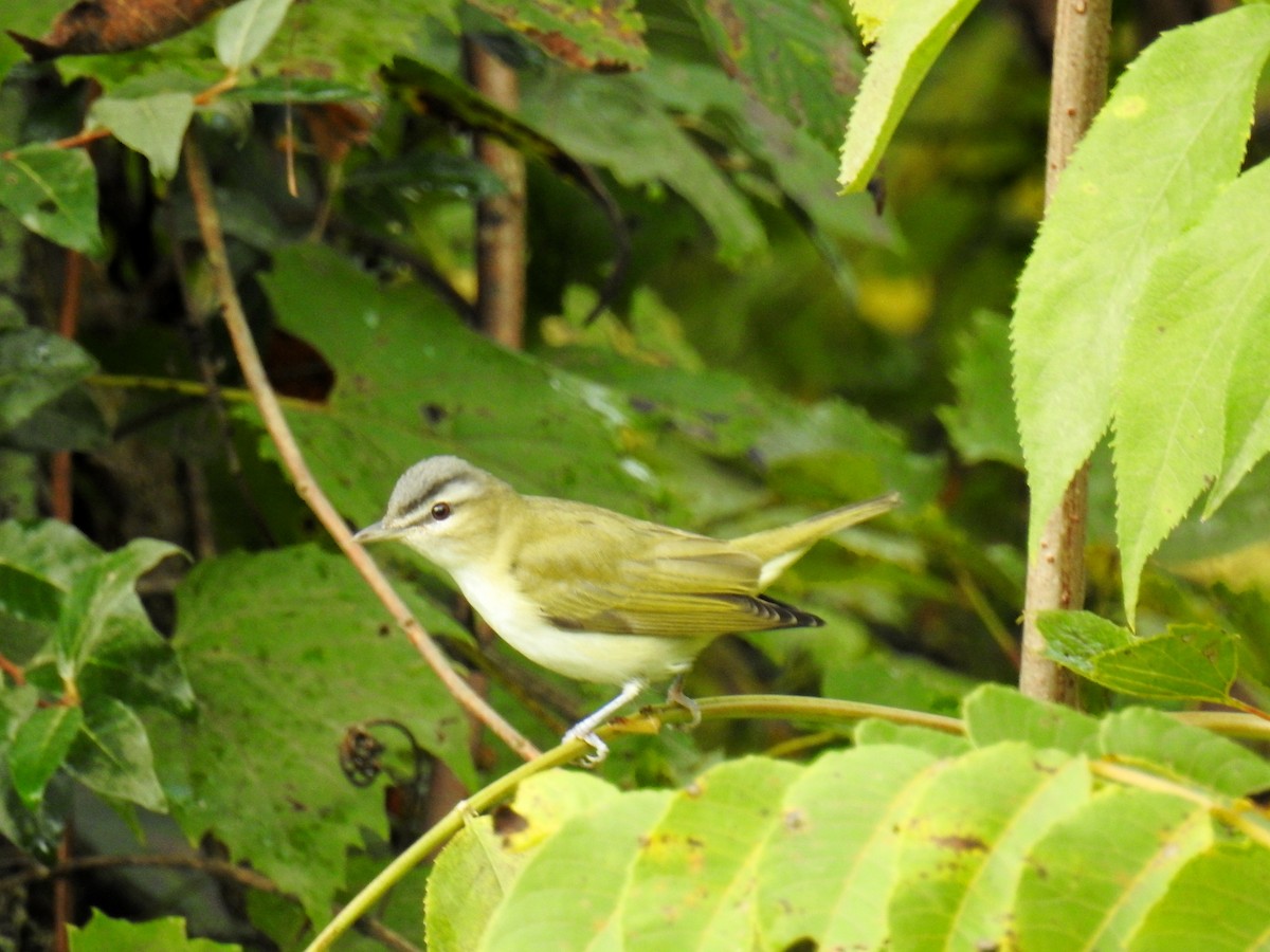 Kızıl Gözlü Vireo - ML608995491