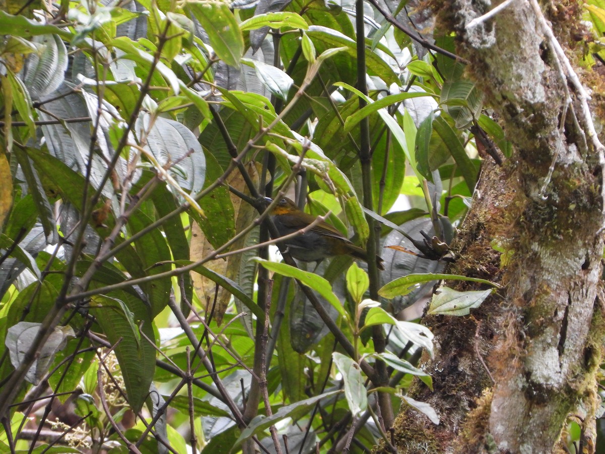 Short-billed Chlorospingus - ML608995506