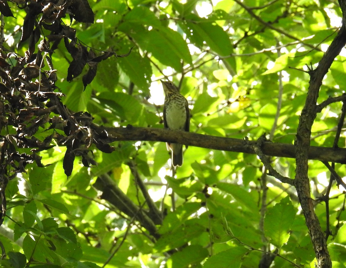 Swainson's Thrush - ML608995522