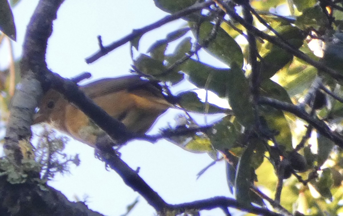 Summer Tanager - Stephen Brown