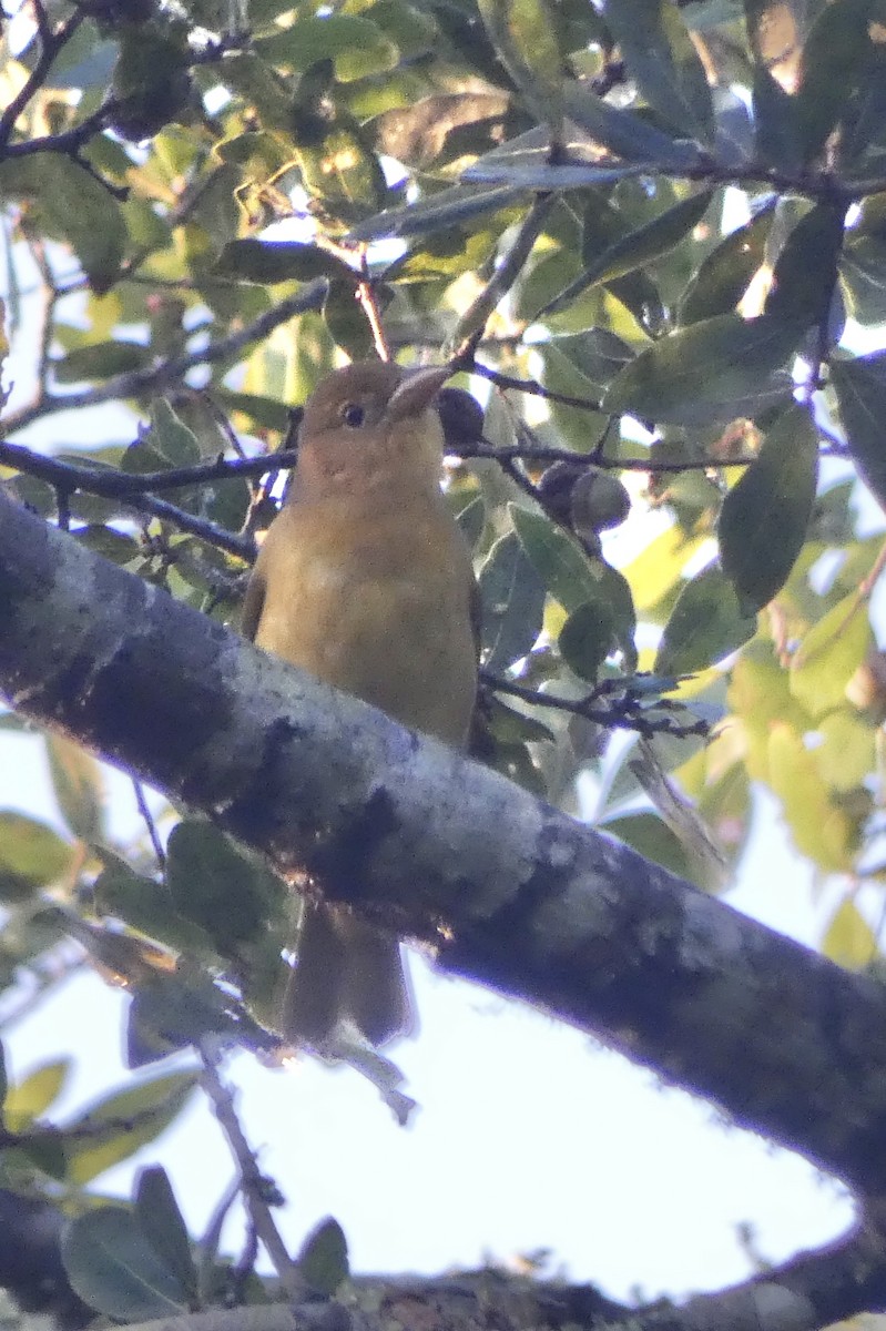 Summer Tanager - Stephen Brown