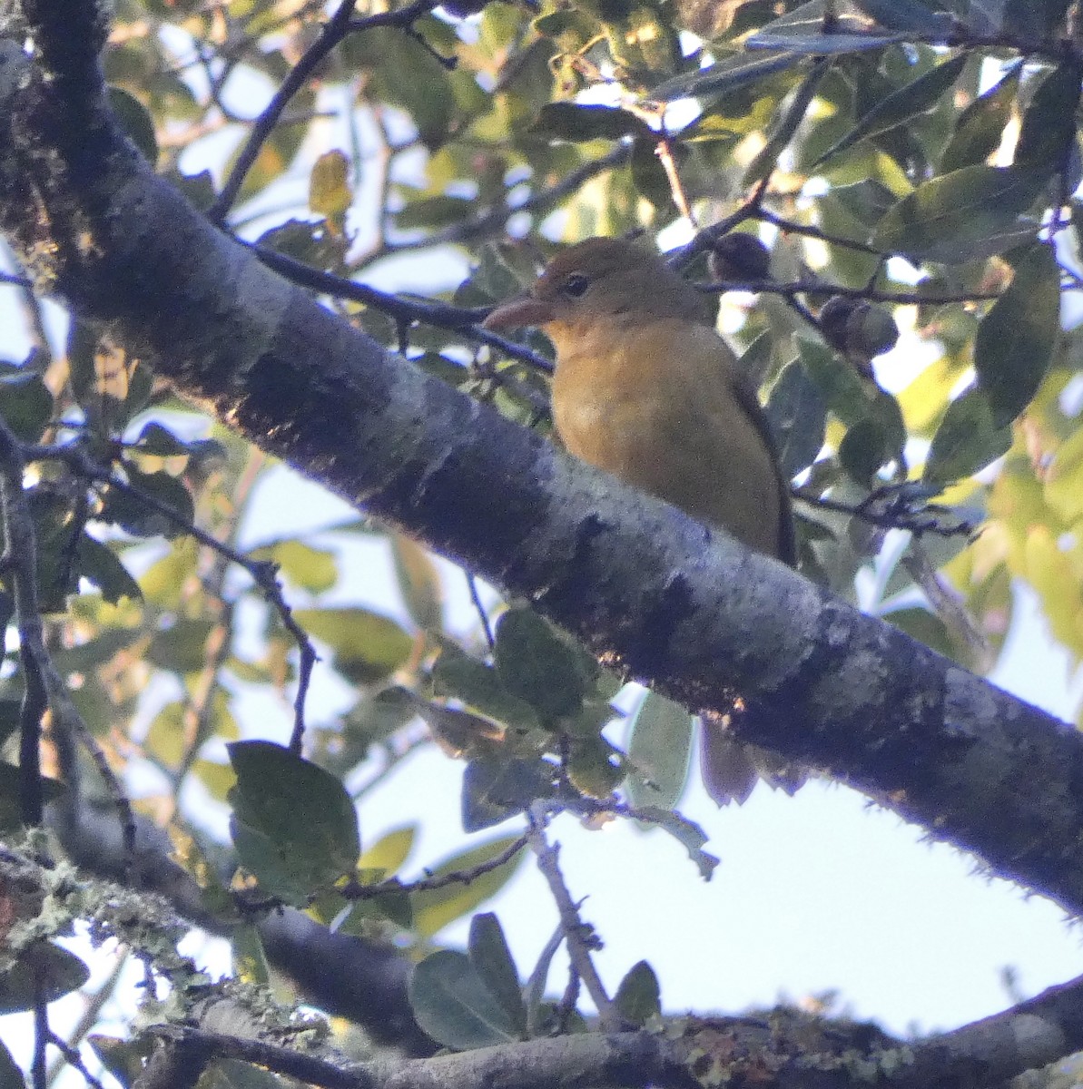 Summer Tanager - Stephen Brown