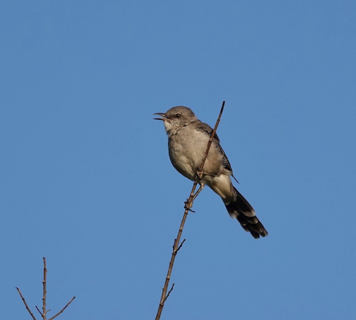 Northern Mockingbird - ML608995546