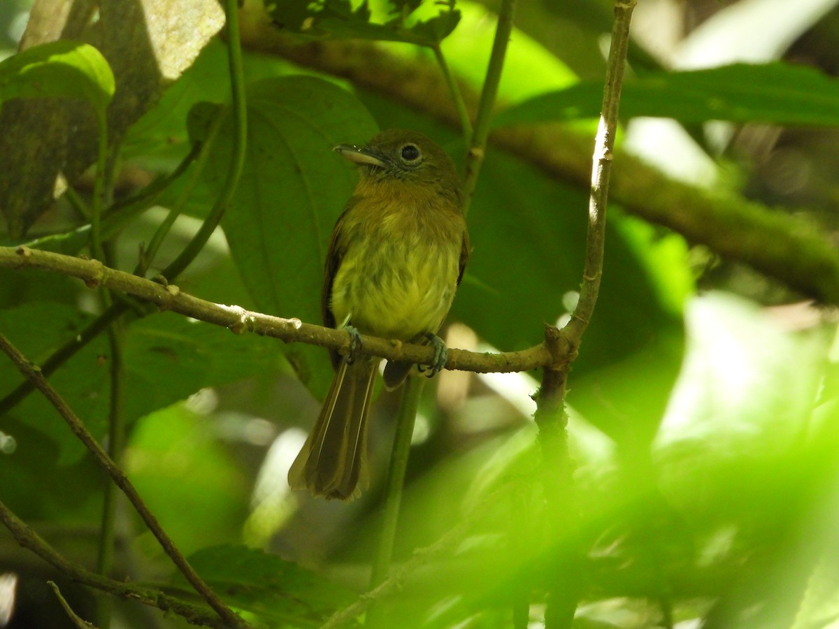 Fulvous-breasted Flatbill - Danilo Góngora