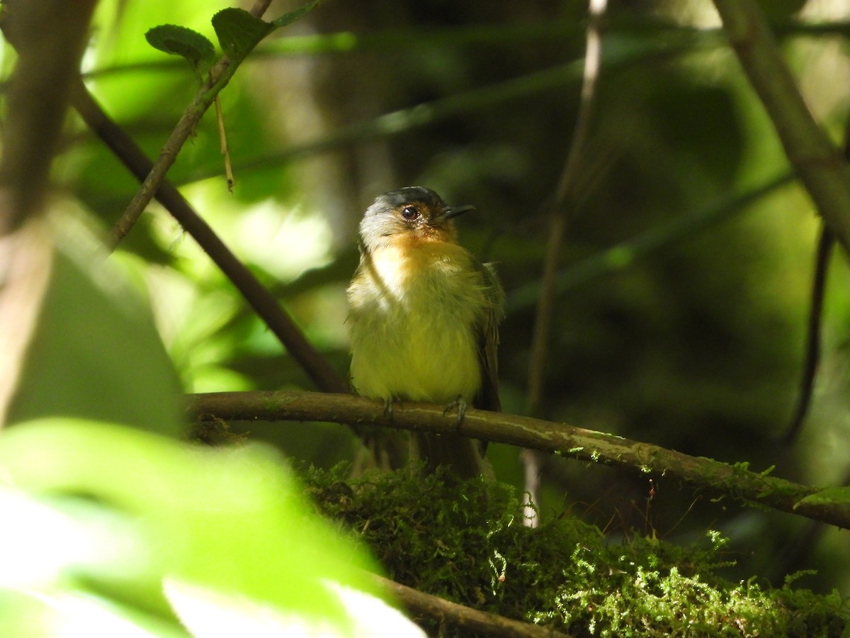 Rufous-breasted Flycatcher - ML608995585